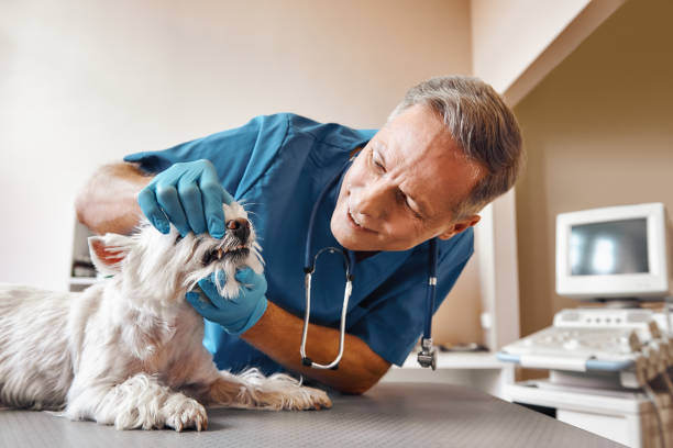Best Same-Day Emergency Dental Services in New Lisbon, WI